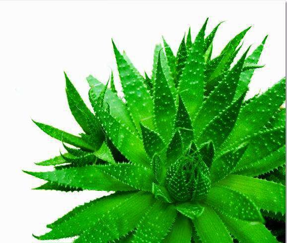 MF058 Wall décor art photographic on canvas botanical Aloe Vera